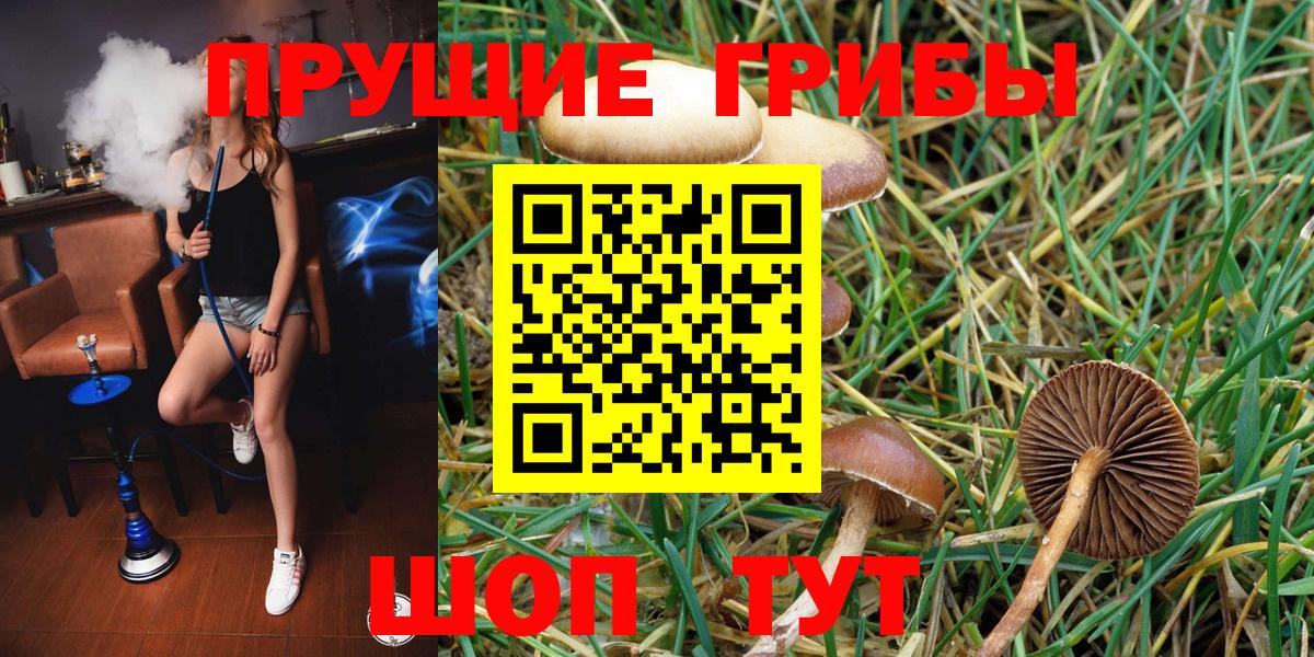 Псилоцибиновые грибы Psilocybe Осинники
